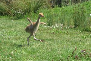 Credit: WWT First steps. Credit: WWT