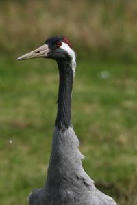 Credit: John Crispin Adult Crane. Credit: John Crispin