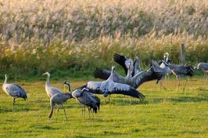 Cranes Dancing. Credit: Nick Upton/naturepl.com Cranes Dancing. Credit: Nick Upton/naturepl.com