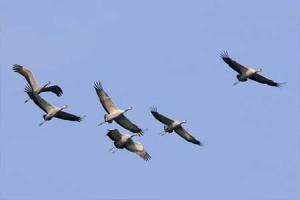 Credit: Nick Upton/naturepl.com Flying cranes. Credit: Nick Upton