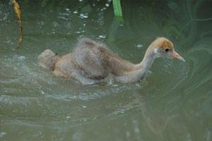 Credit: WWT Young crane swimming. Credit: WWT