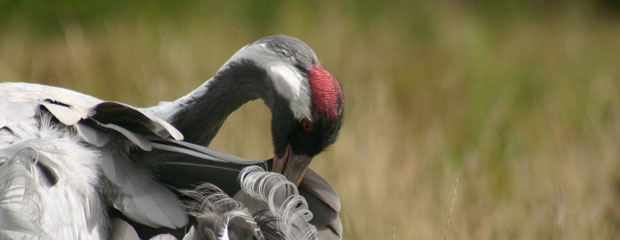 Learn more about the Project