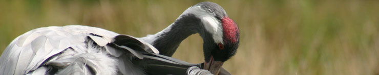 Adult crane preening. Credit: Damon Bridge Adult crane preening. Credit: Damon Bridge