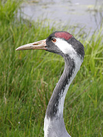 head photo of a crane