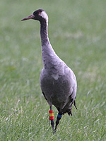 Reg the crane