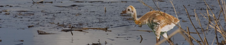 A young crane wading. Credit: Nicholas Cottrell A young crane wading. Credit: Nicholas Cottrell